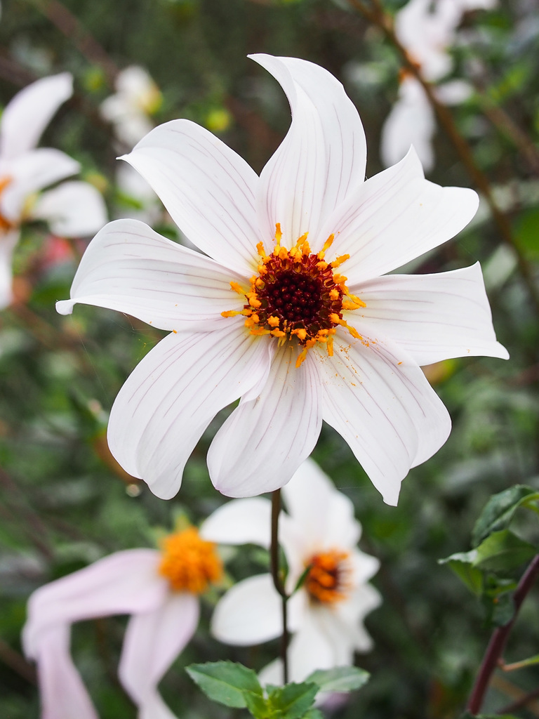 White White