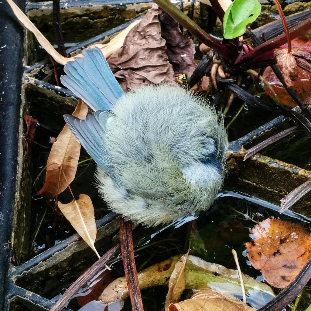 Ball of bird