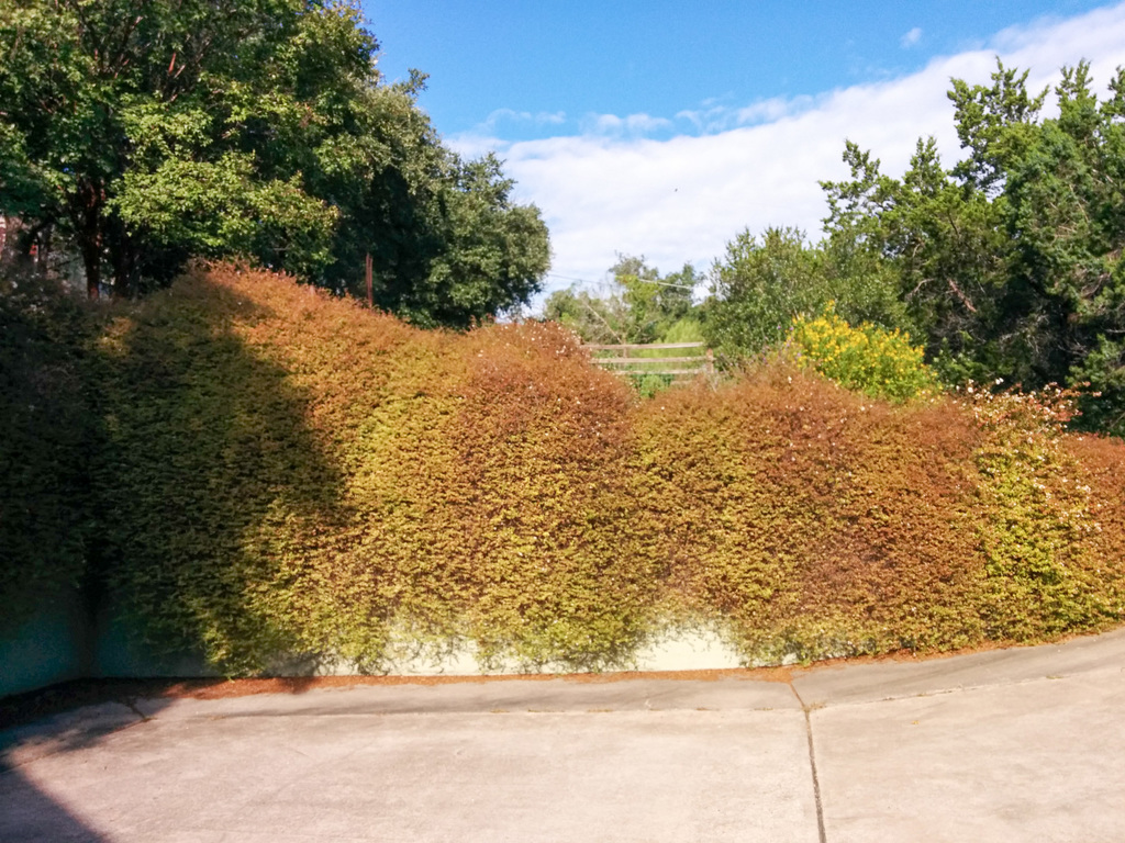 Hedge before