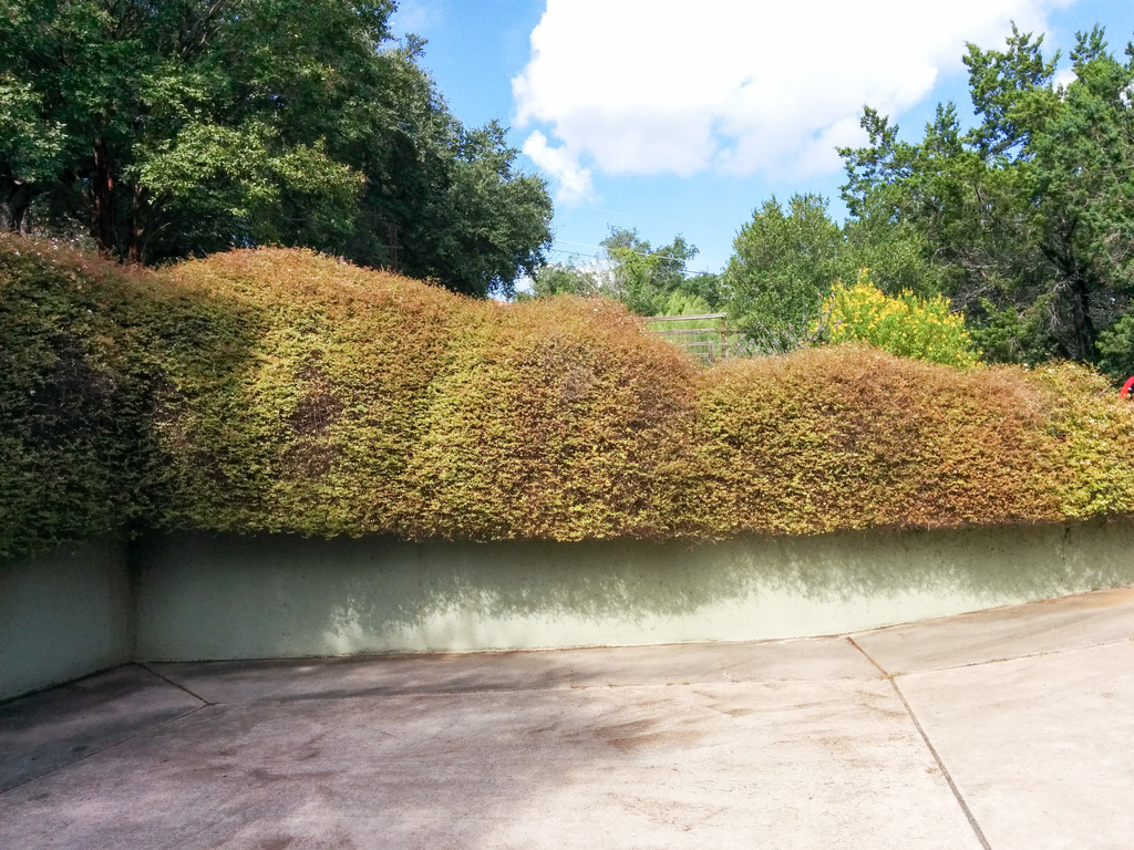 Hedge after