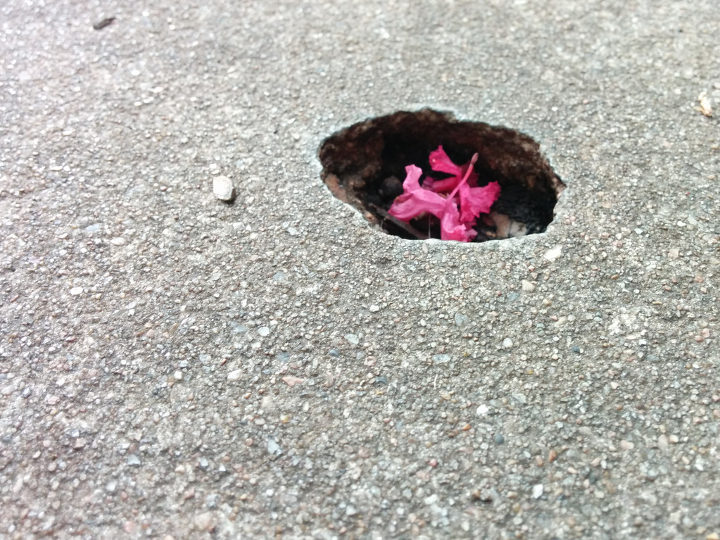 Trapped flower