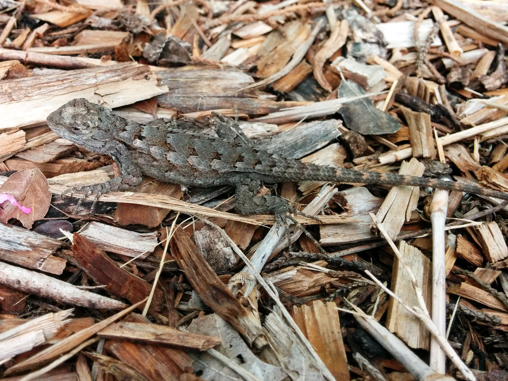 Texas Spiny Lizard (?)