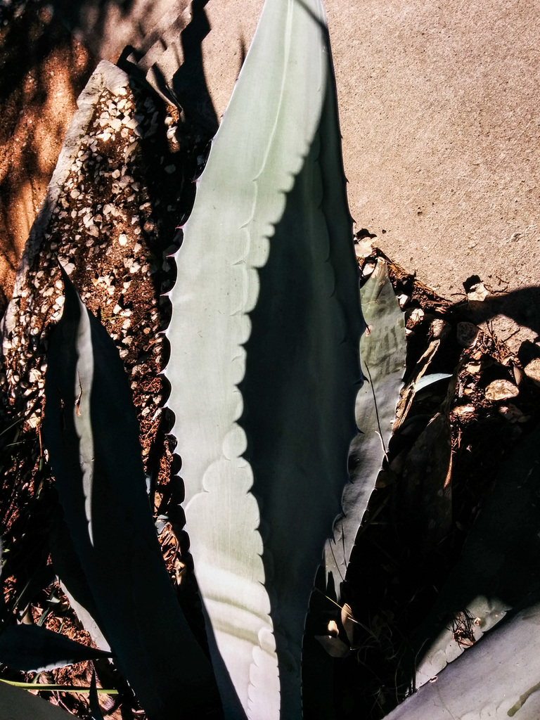 Shadow spines