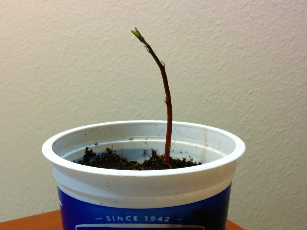Phototropism