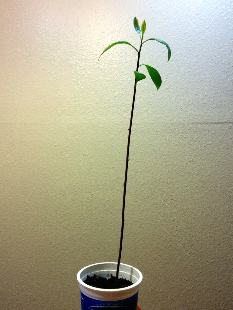 Growth spurt