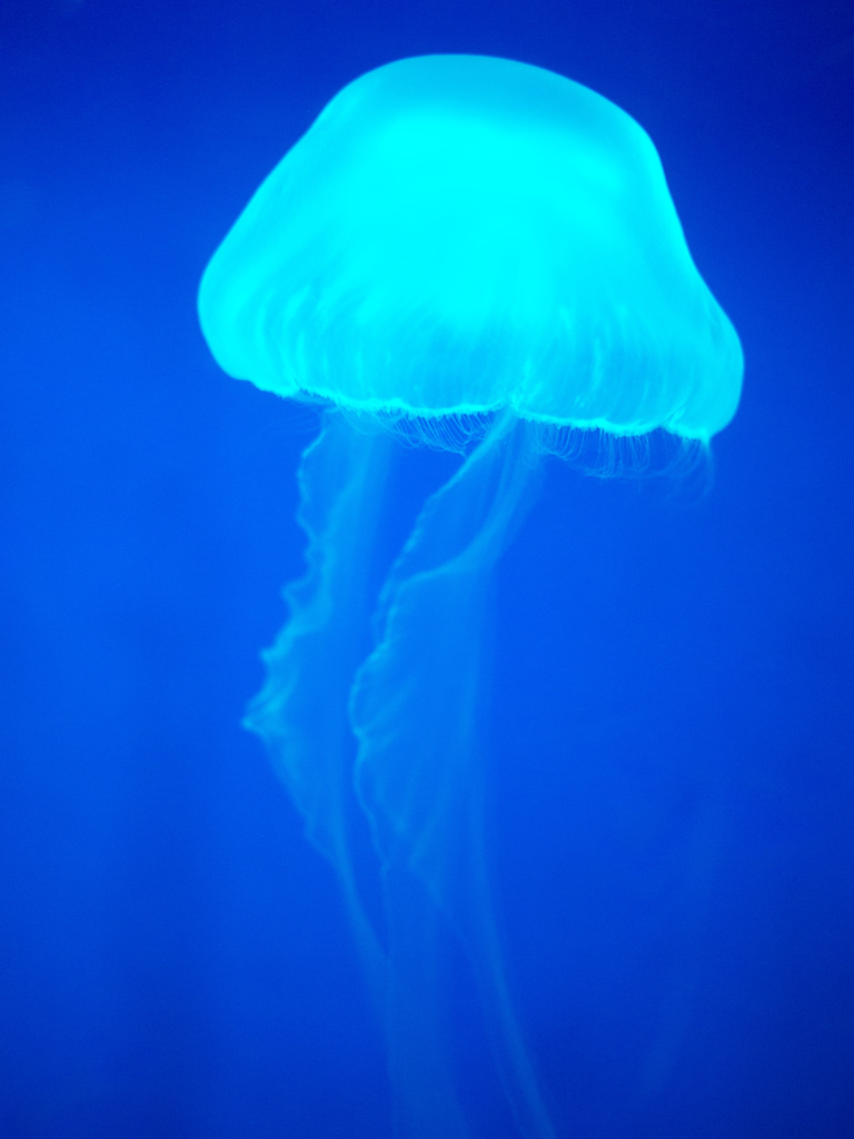 London Aquarium