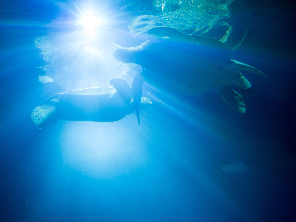 London Aquarium