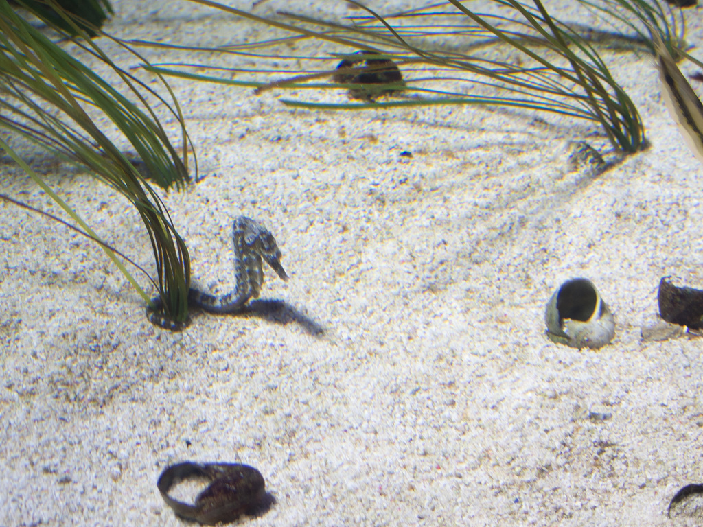 London Aquarium
