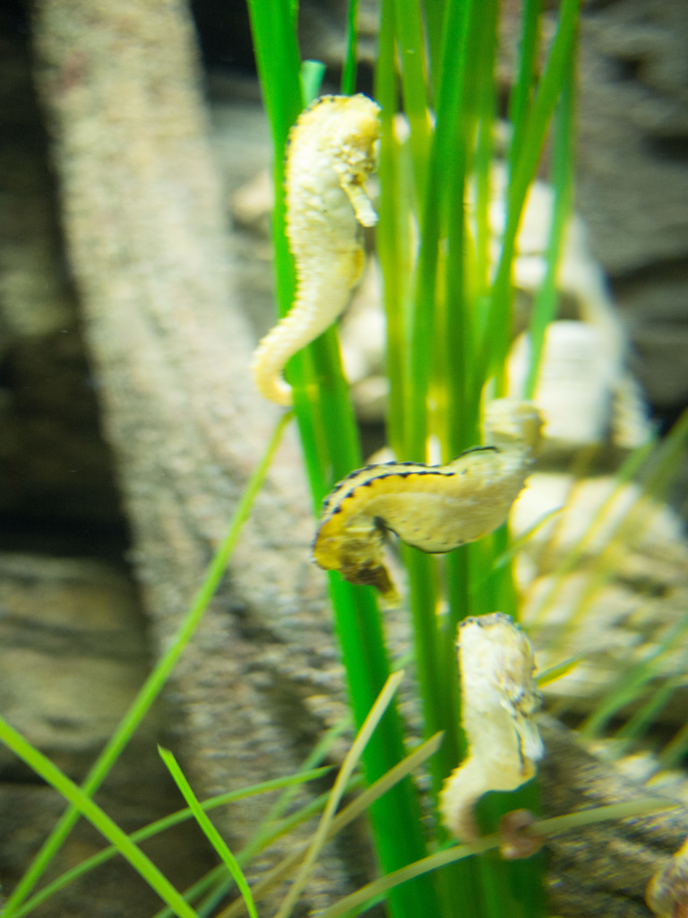London Aquarium