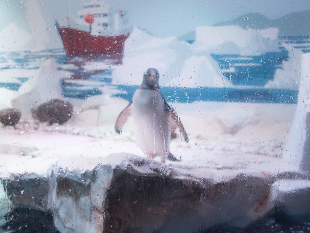 London Aquarium