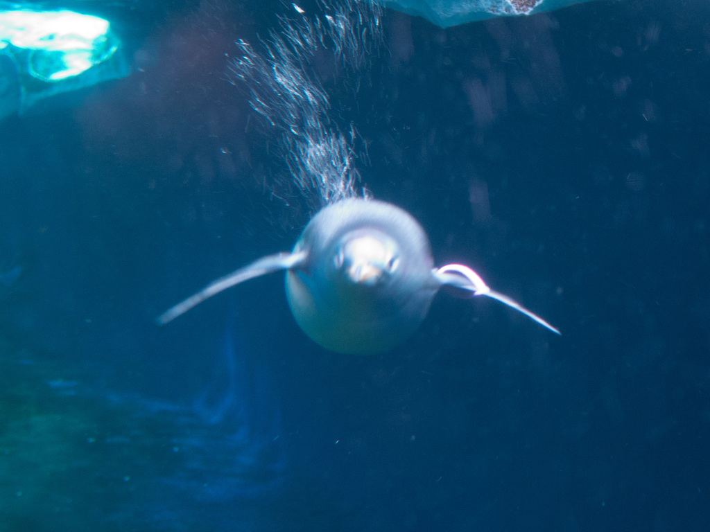London Aquarium