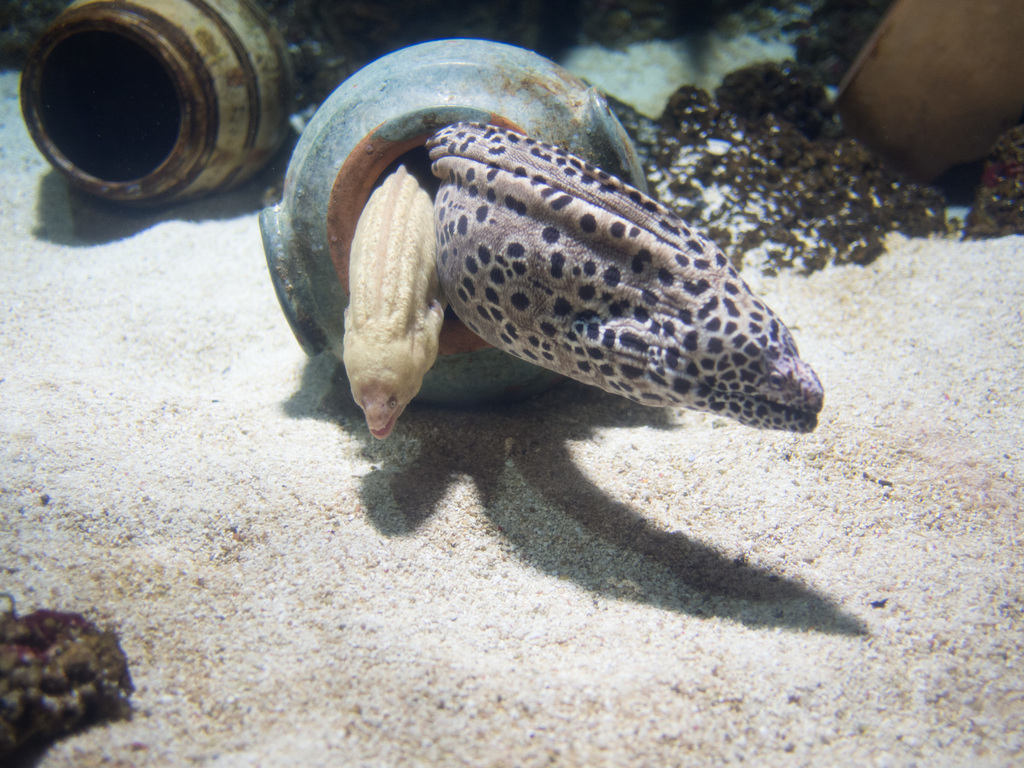 London Aquarium