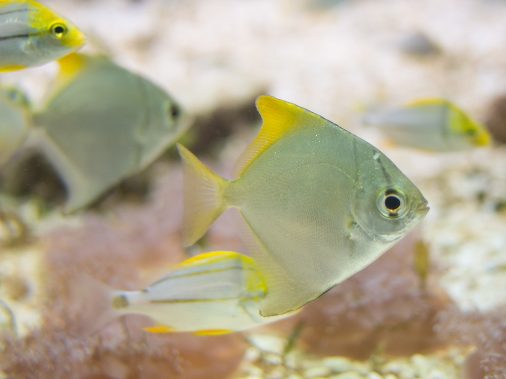 London Aquarium