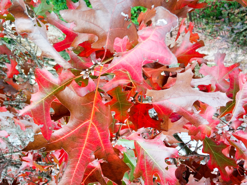 Leaves 