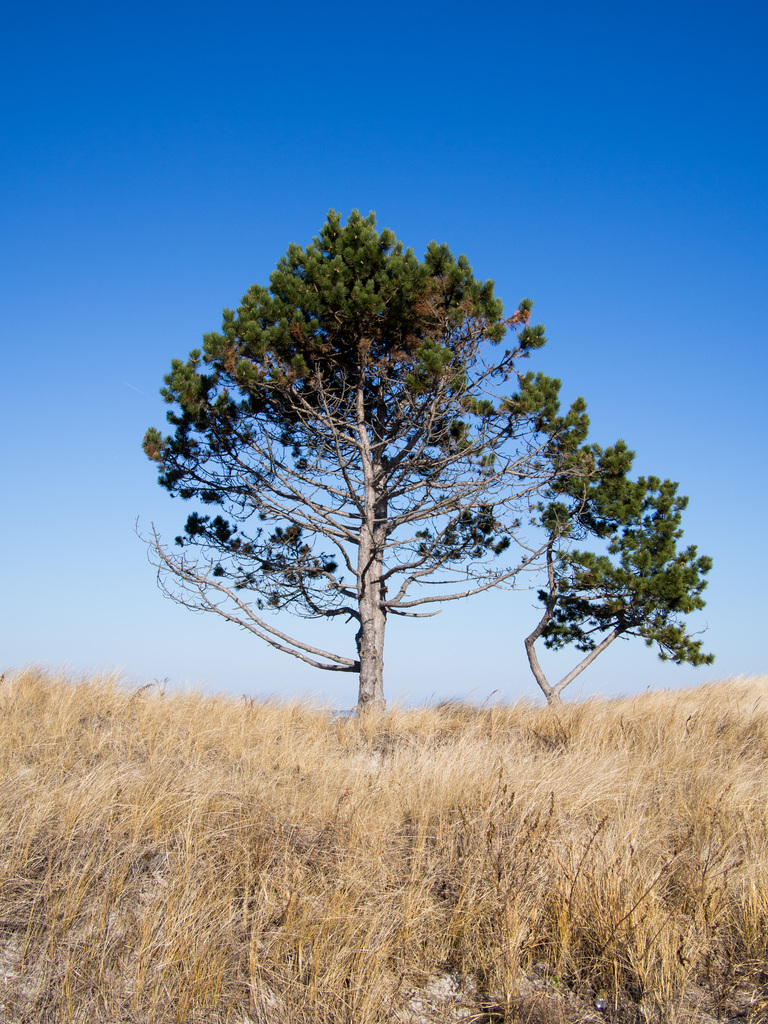 Trees