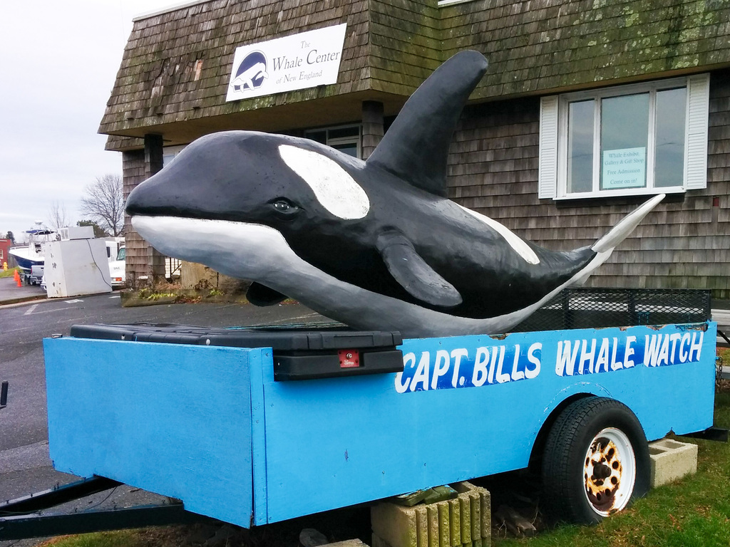 Capt. Bills Whale Watch