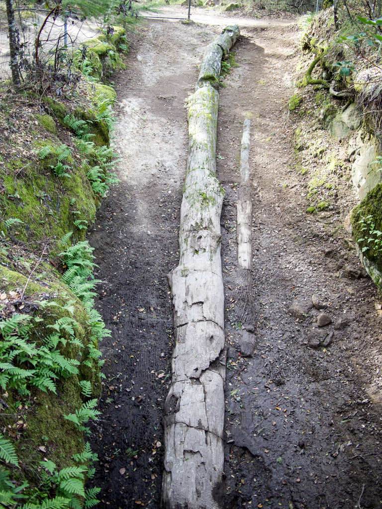 Petrified forest