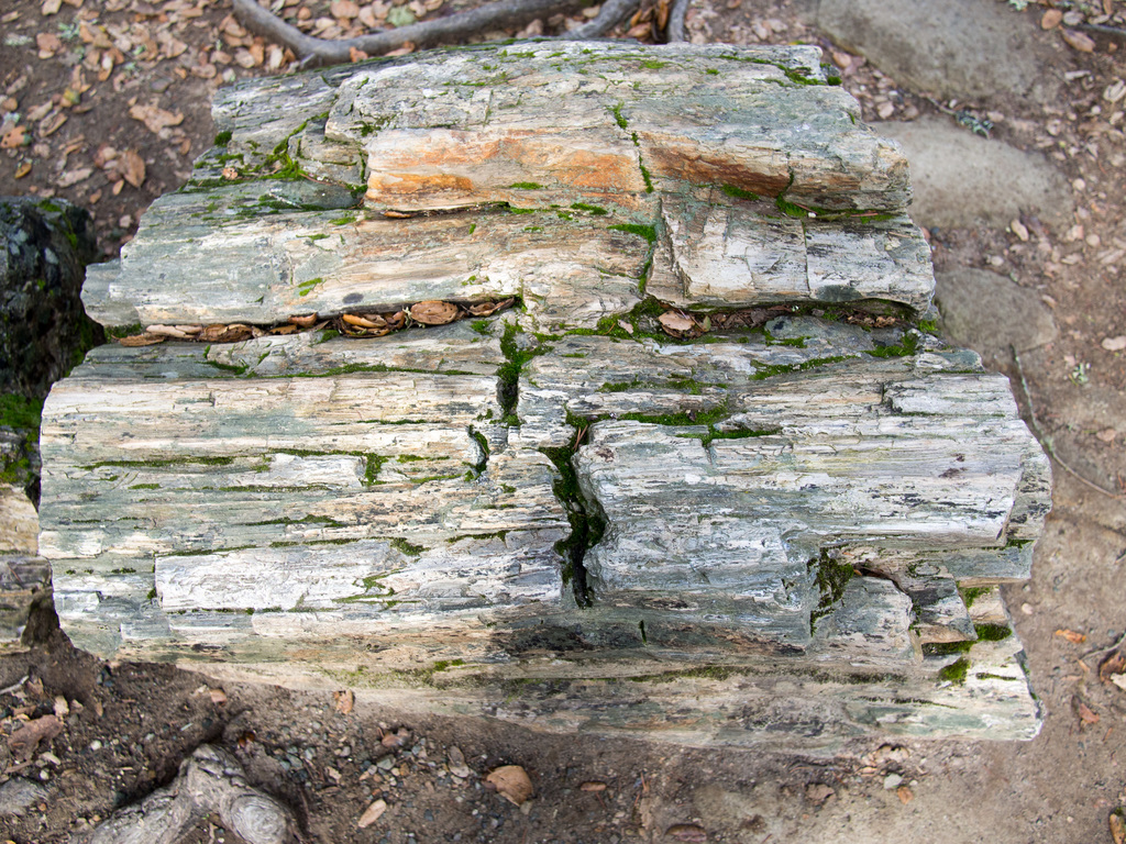 Petrified wood