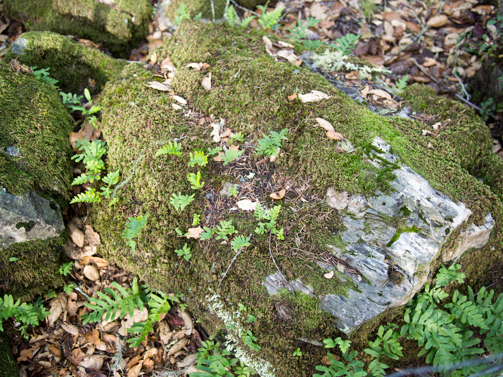 Petrified wood