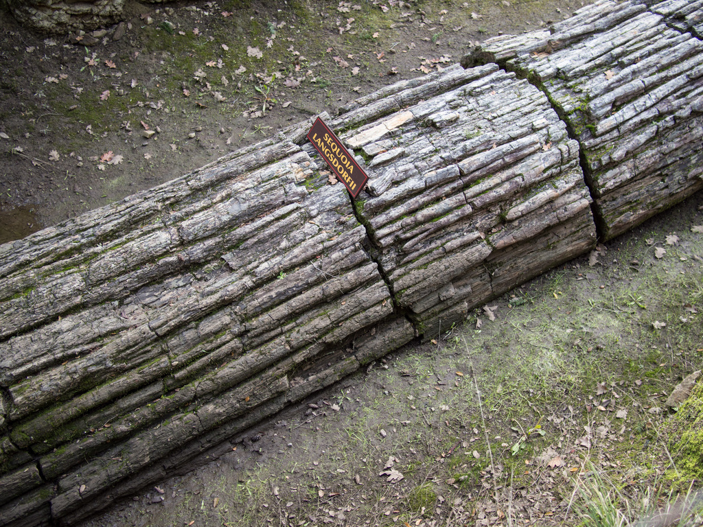 Petrified forest