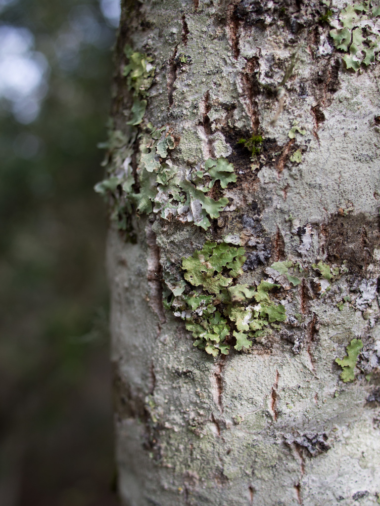 Lichen