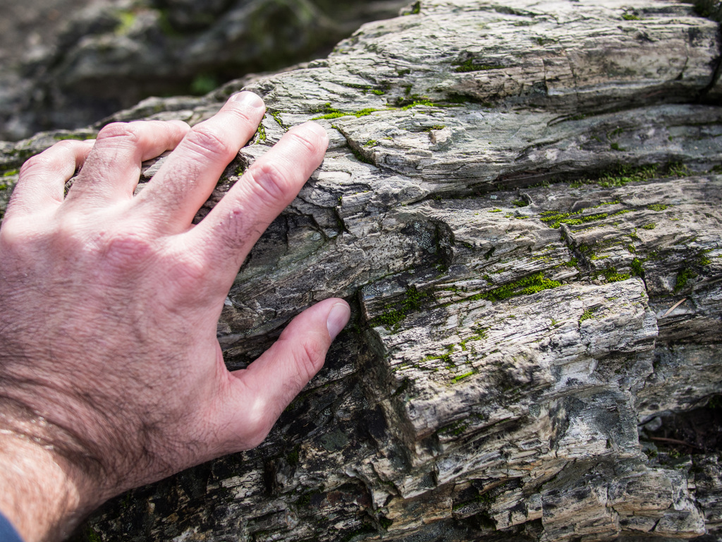 Petrified wood
