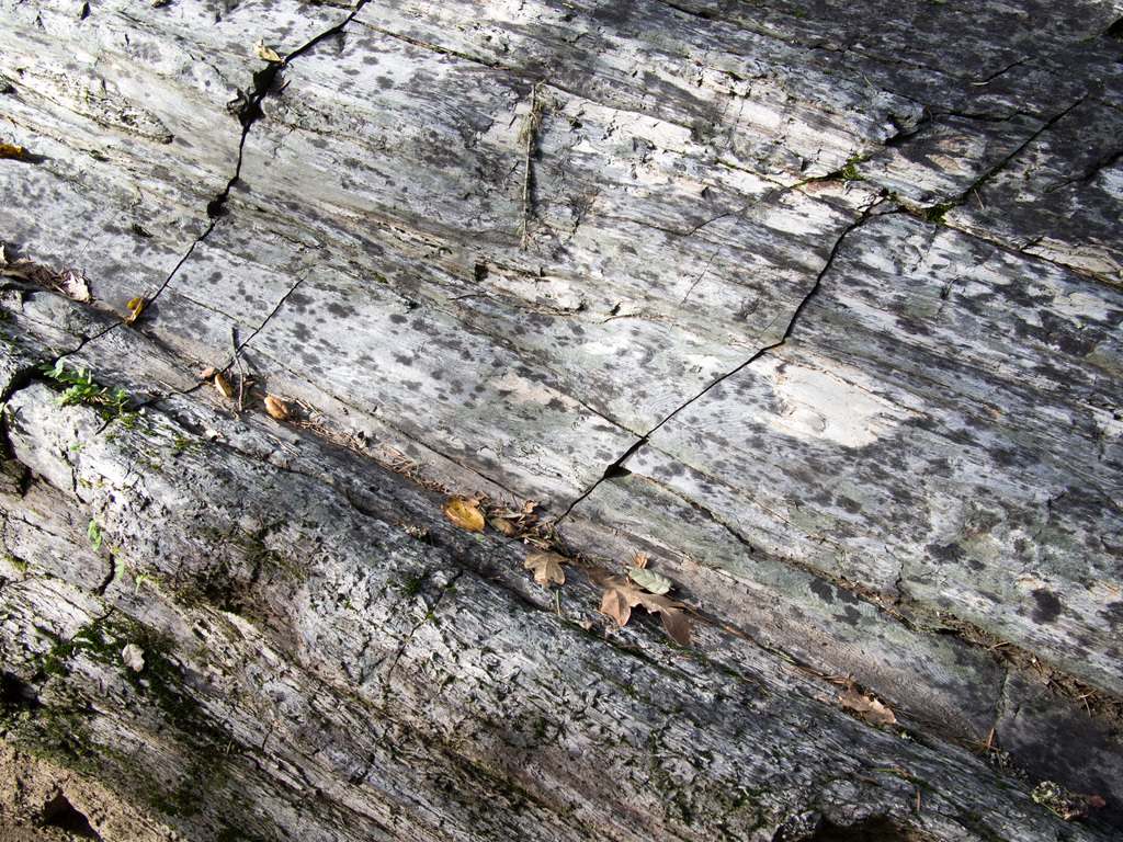 Petrified wood