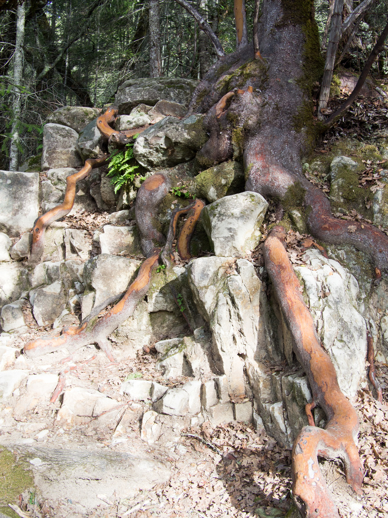 Roots will out
