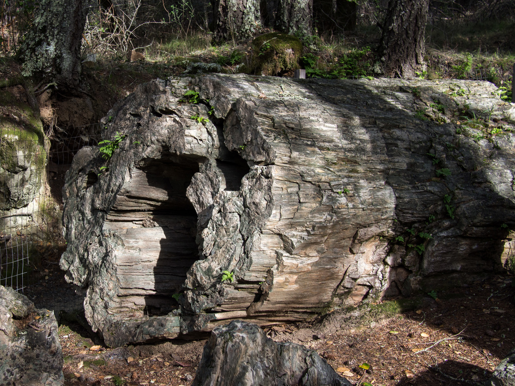 Petrified wood