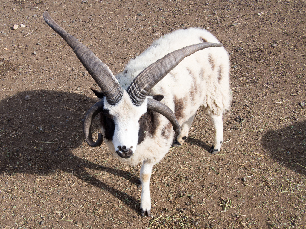 Piebald sheep