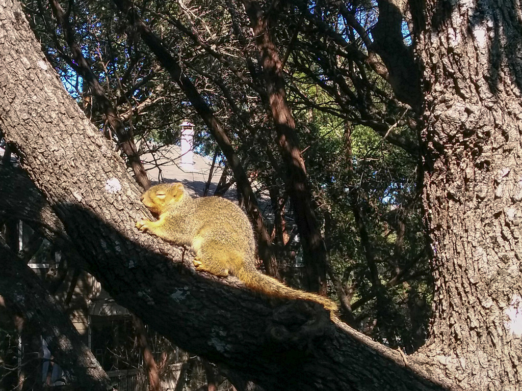 Sleepy squirrel