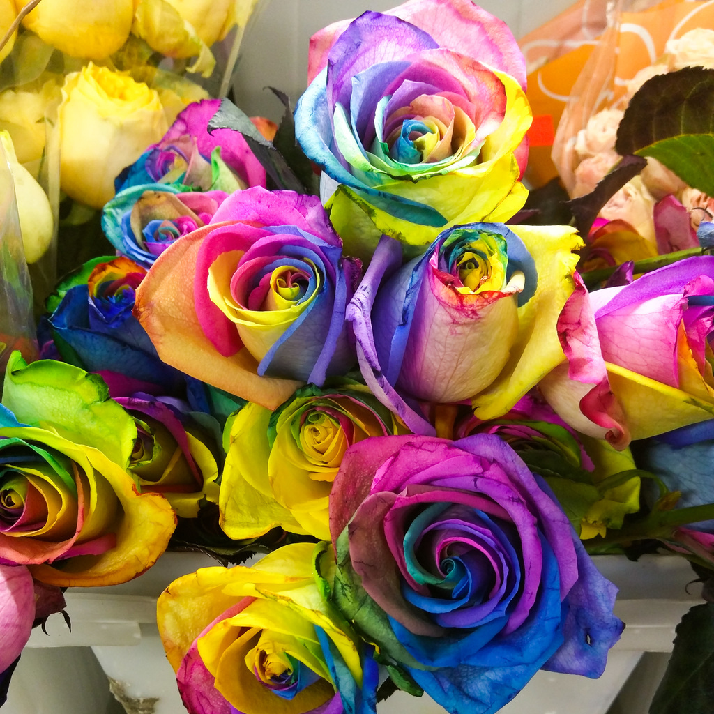 Wow. Roses.