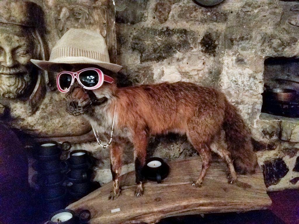 Foxy