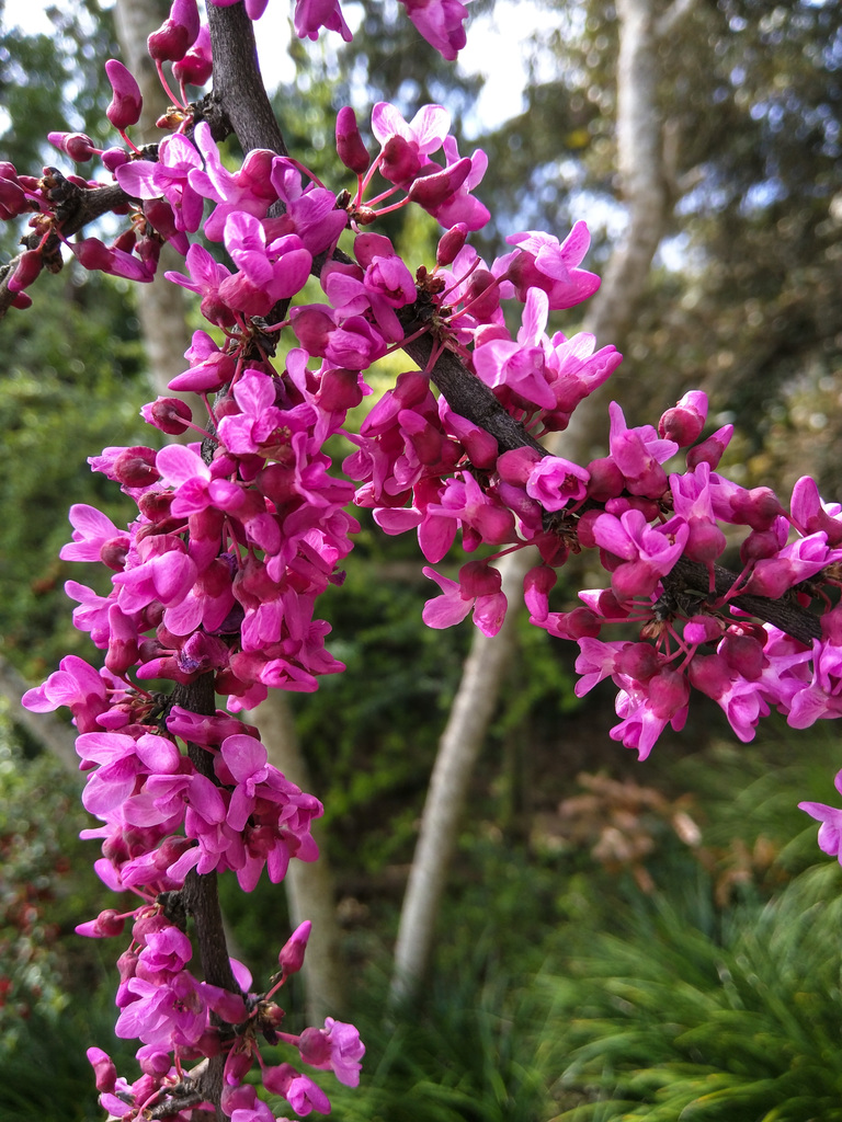 Redbud
