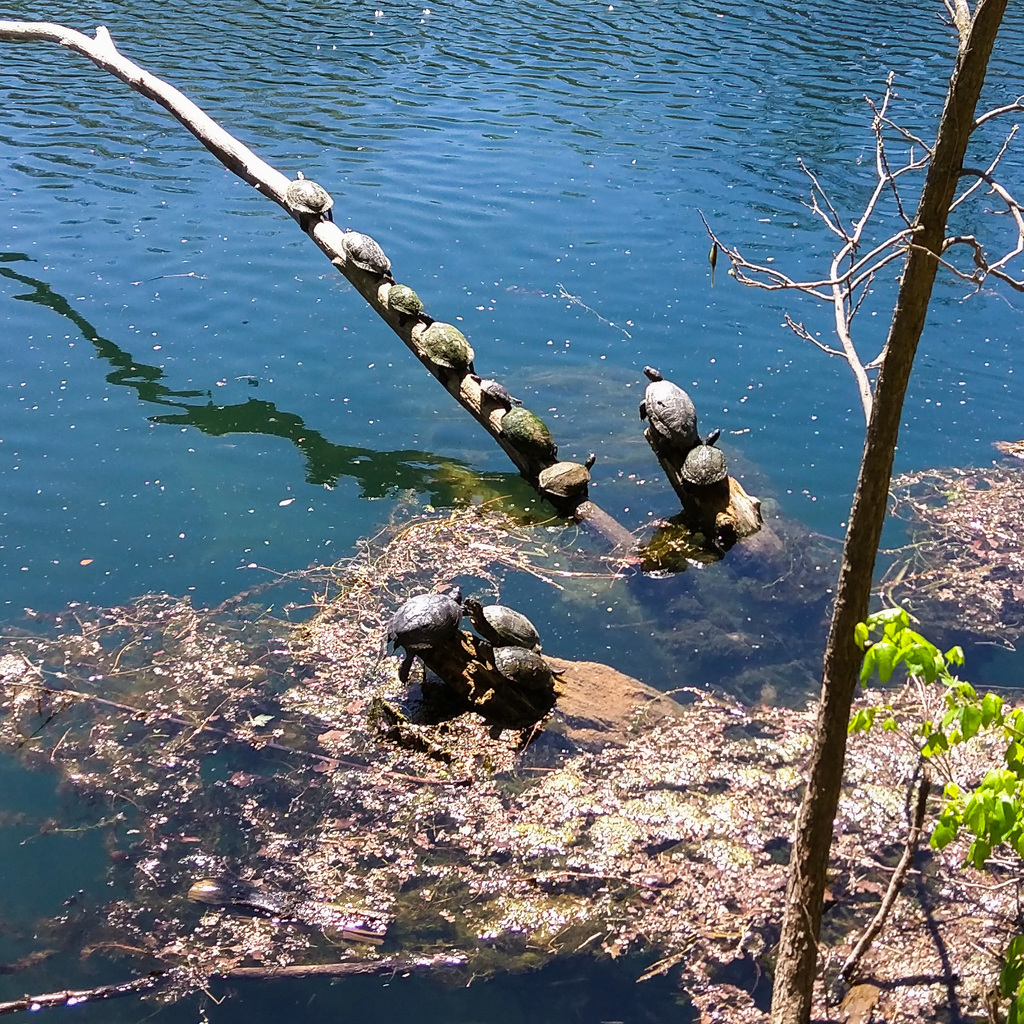 Turtles