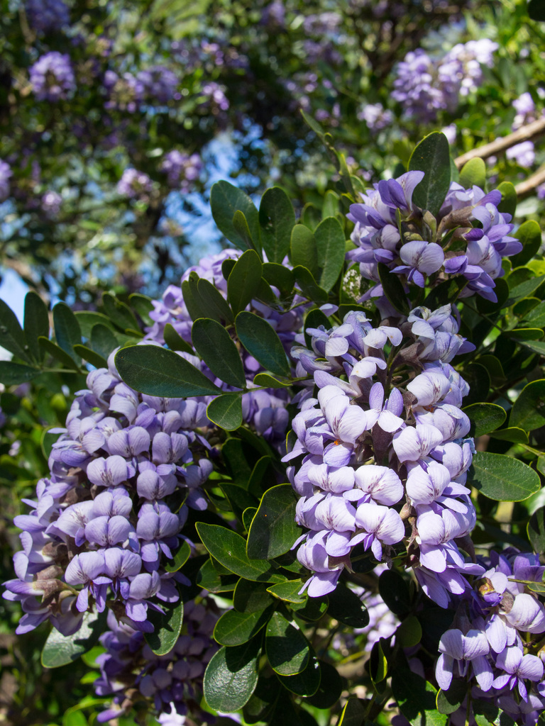 Mountain Laurel