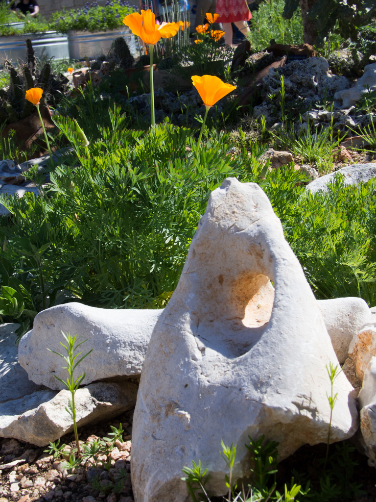 California Poppies