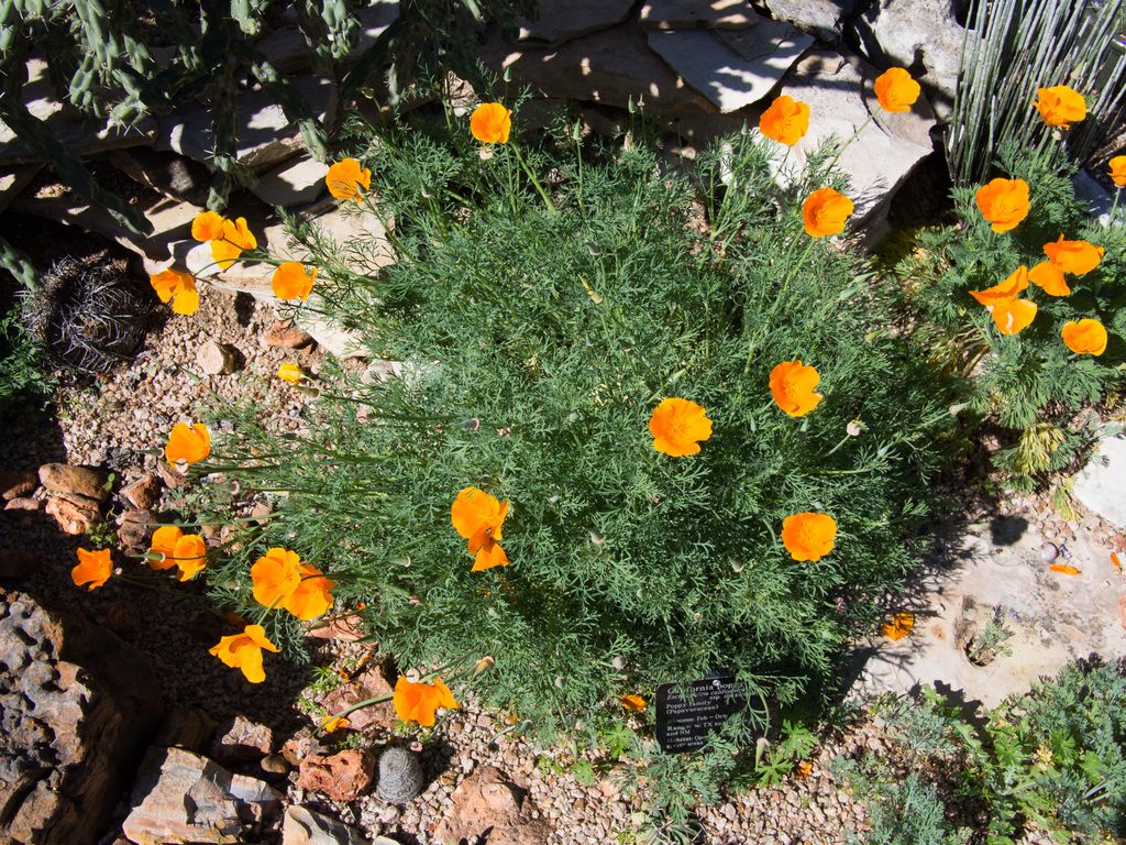 California Poppies