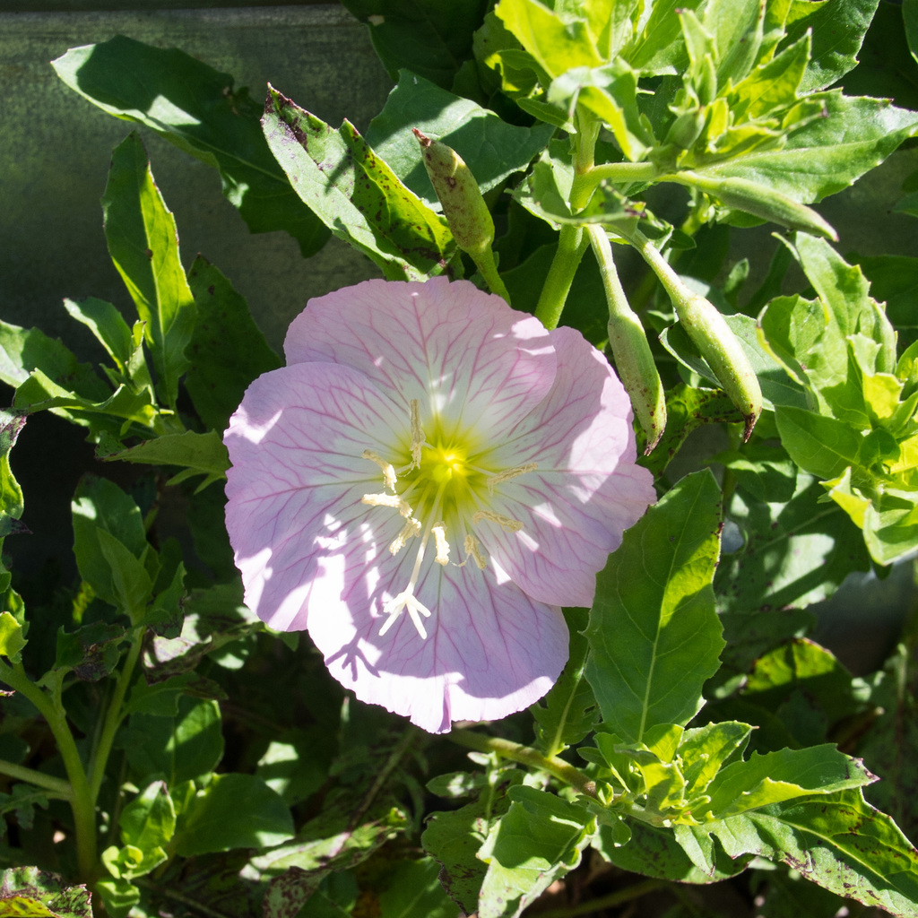 Primrose