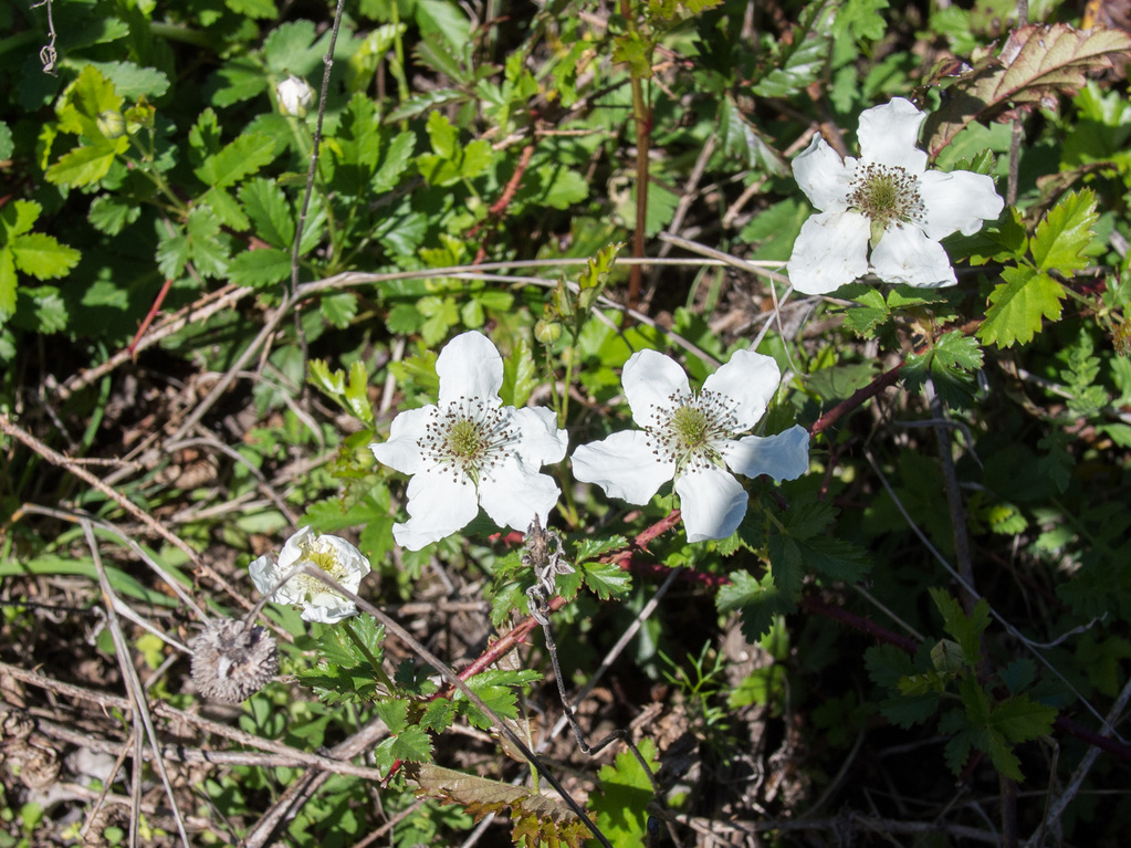 Wild roses?