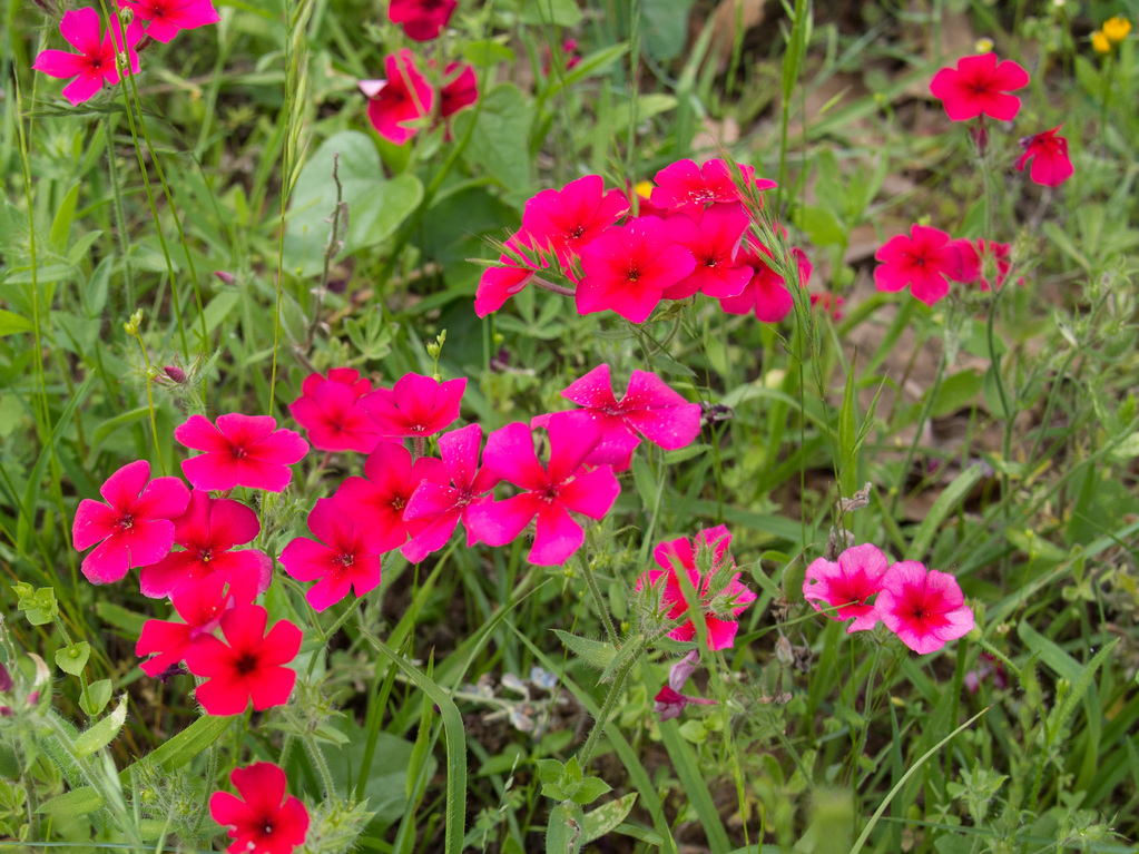 Phlox