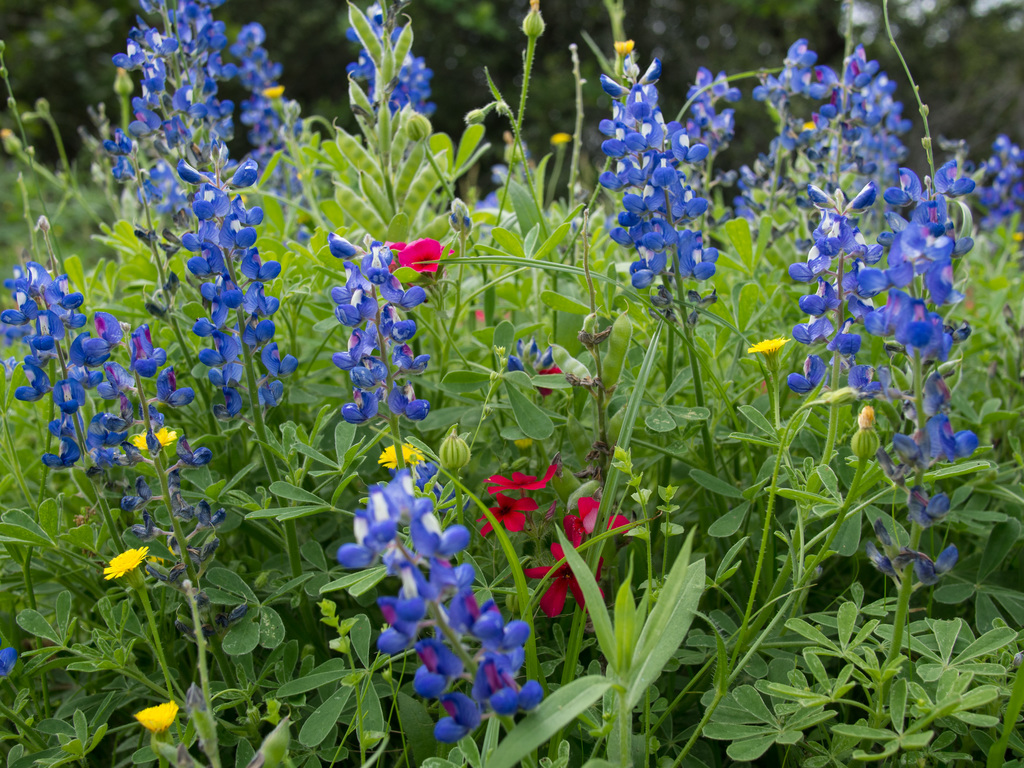 Blue bonnets and phlox