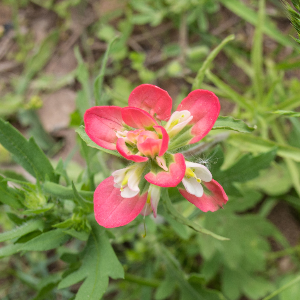 Paintbrush