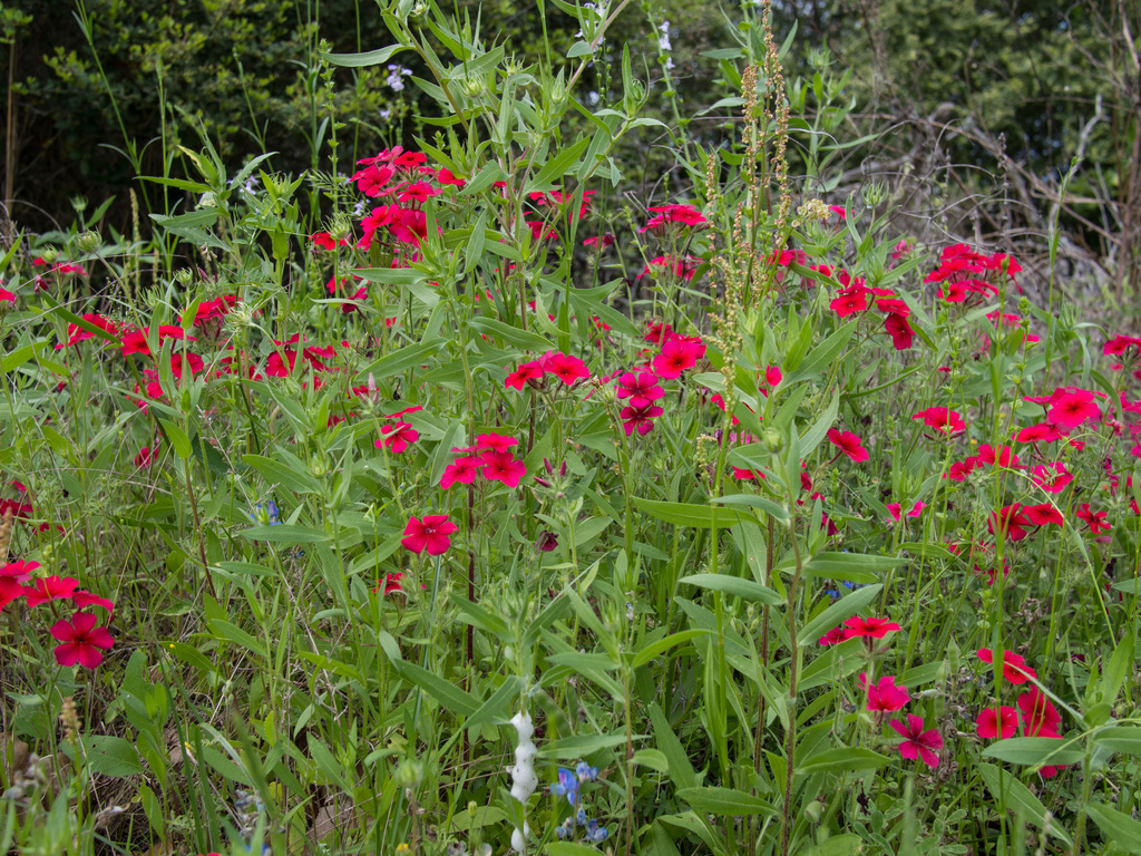 Phlox