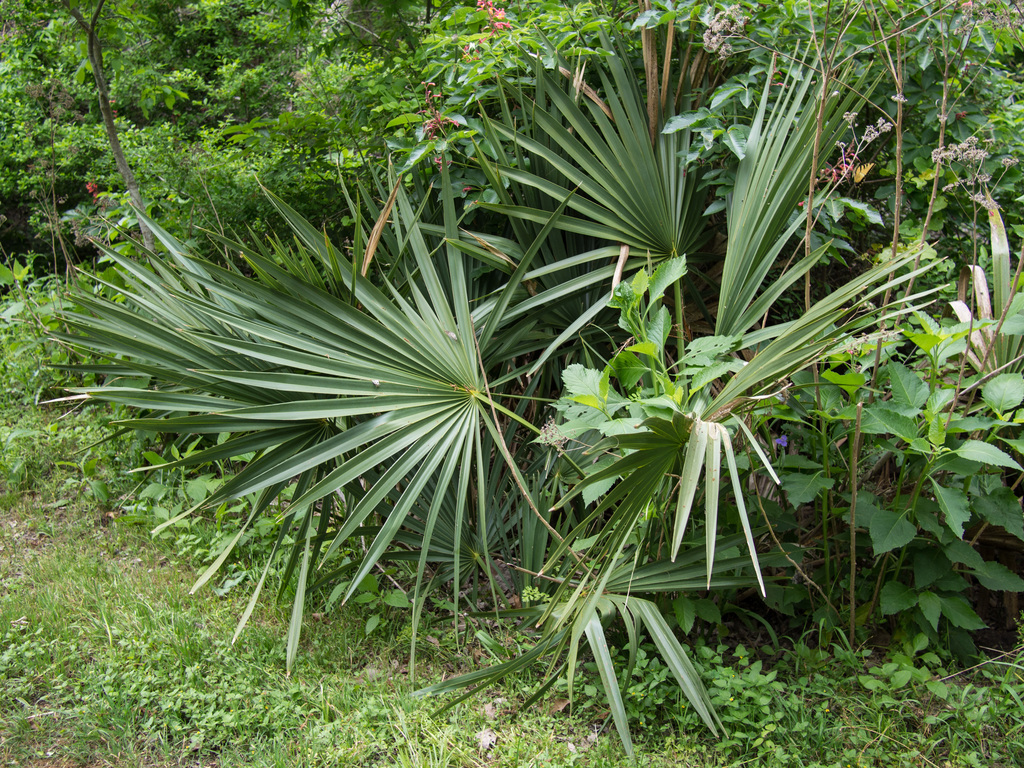 Palmetto