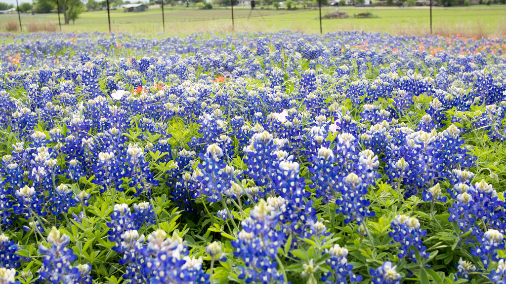 Blue bonnets