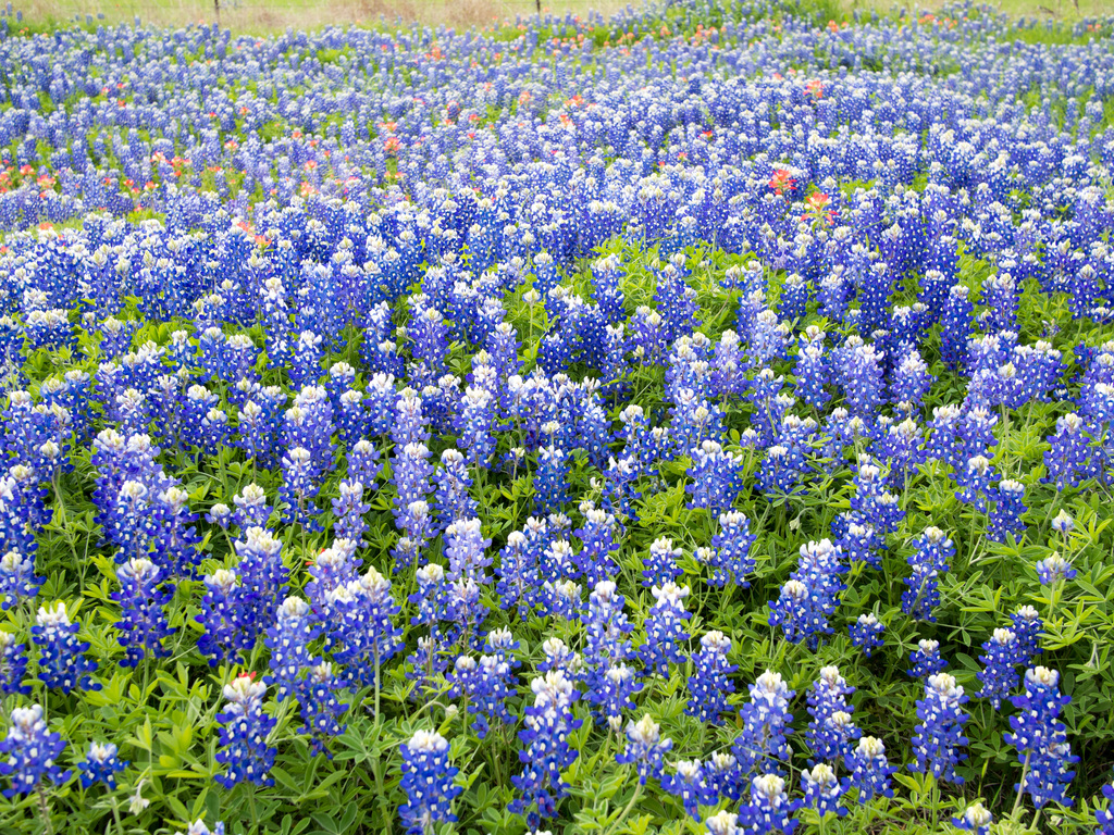 Texas Wildflowers