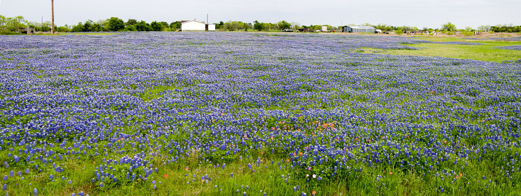 Texas Wildflowers