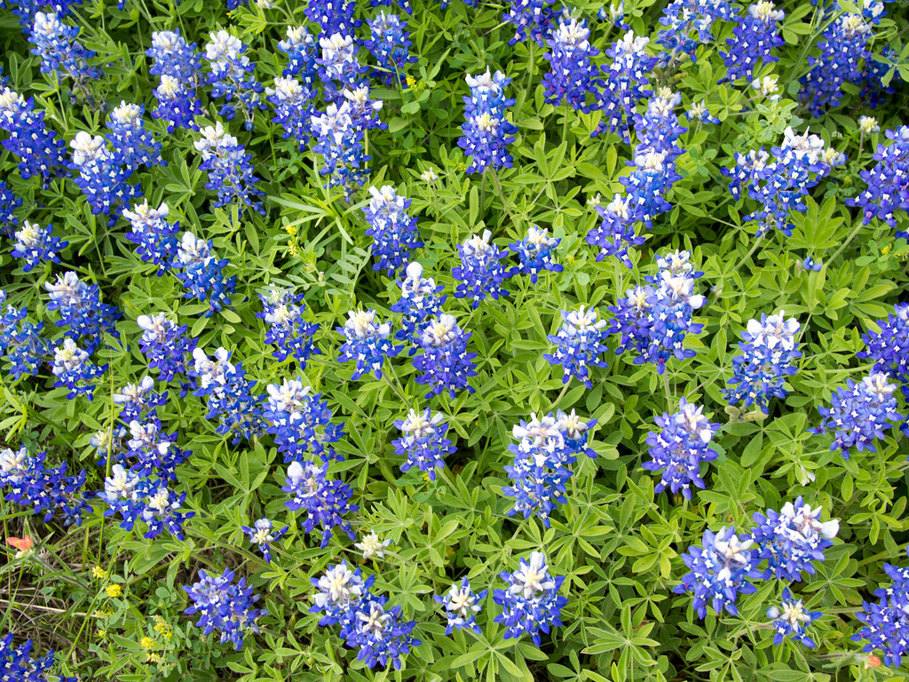 Texas Wildflowers