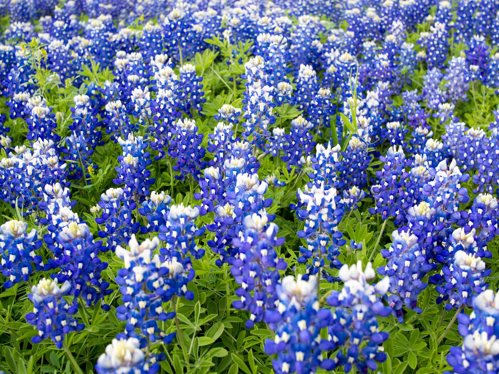 Texas Wildflowers